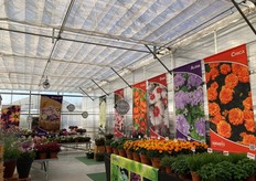 Varieties of Hem Genetics 